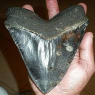 dente squalo megalodonte usato