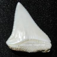 dente squalo usato