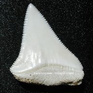 squalo dente usato