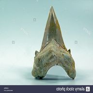 dente squalo fossile marocco usato