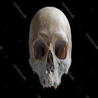 cranio umano vero usato