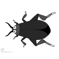 scarafaggio usato
