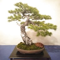 terra bonsai usato
