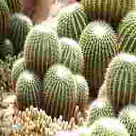 echinocactus grusonii usato