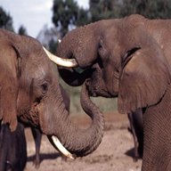 avorio elefante usato