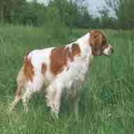 cani caccia breton usato