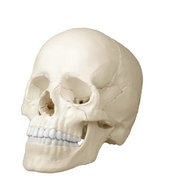 cranio umano didattico usato