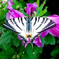 farfalle vere usato