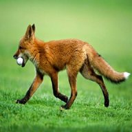 golf fox usato