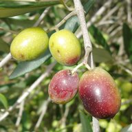 frantoio olive usato