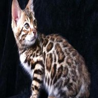 gatto leopardo usato