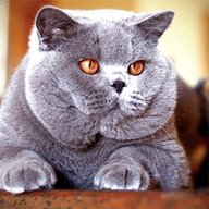 british shorthair gatti usato