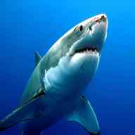 white shark usato