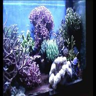 acquario marino coralli usato