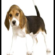 cani beagle usato
