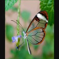farfalle vetro usato