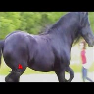 grande cavallo usato
