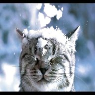 nevi gatti usato