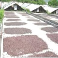 sacchi juta cacao usato
