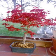 acer pianta bonsai usato