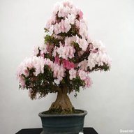 azalee bonsai usato