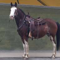 cavalli argentini usato