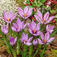 crocus sativus usato