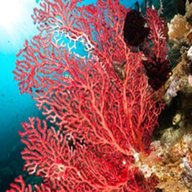 coralli marini usato