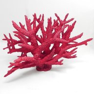 corallo rosso usato