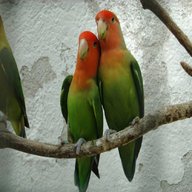 inseparabili pappagallo usato