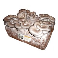 substrato funghi usato