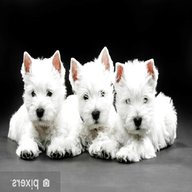 cuccioli west highland white terrier usato