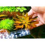 piante acquario rare usato