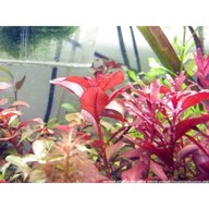 piante acquario rosse usato