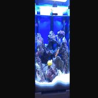 acquario mini reef usato