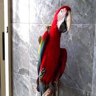 ara pappagallo parlante usato