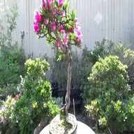 bonsai azalea usato