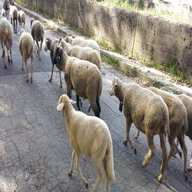 capre pecore usato