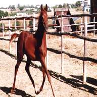 cavalli arabi puledri usato