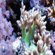 coralli molli in vendita usato