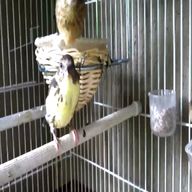 gabbia per uccelli usato