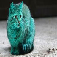 green cat usato