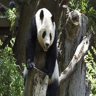 panda gigante usato