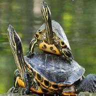 tartarughe acqua usato