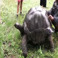 tartarughe giganti usato