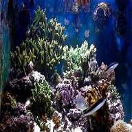 vasca acquario marino usato