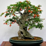 bonsai melograno usato