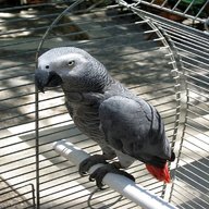 pappagalli cenerini usato