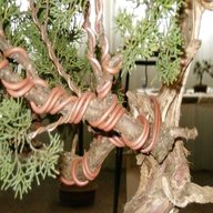 filo rame bonsai usato