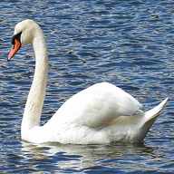 swan usato